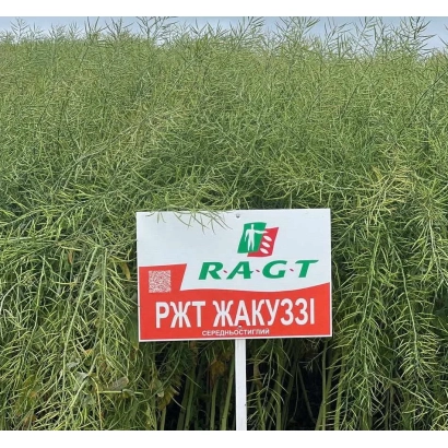 Знак с надписью РЖТ ЖАКУЗЗІ на фоне рапса - РЖТ ЖАКУЗЗИ