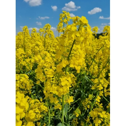 Поле рапса под голубым небом - РЖТ КВИЗЗ