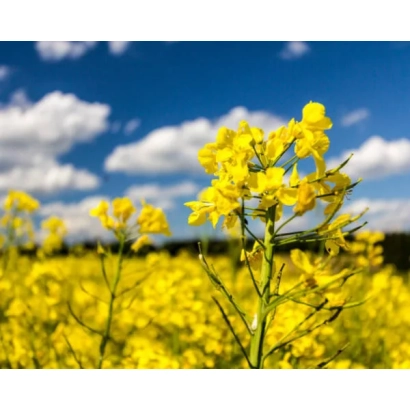 Поле рапса с цветущими желтыми цветами на фоне синего неба - РХ113 / ПХ113