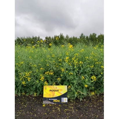 Желтый пакет с семенами Рапс РОХАН на фоне цветущего поля