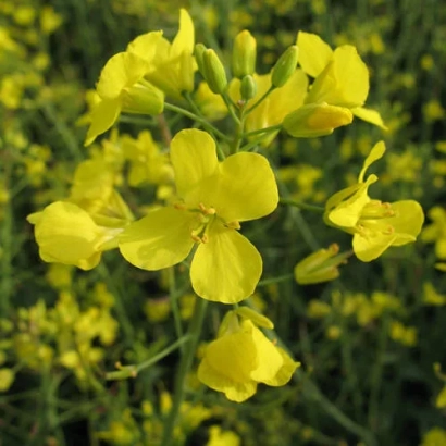 Yellow rapeseed flowers against green stems - RT248 / PT248