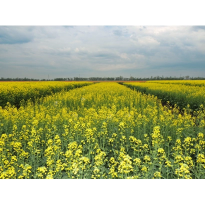 Поле рапса в цвету под облачным небом - РУЯН