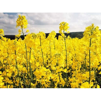 Поле рапсу з жовтими квітами на фоні неба - Сальса Кл