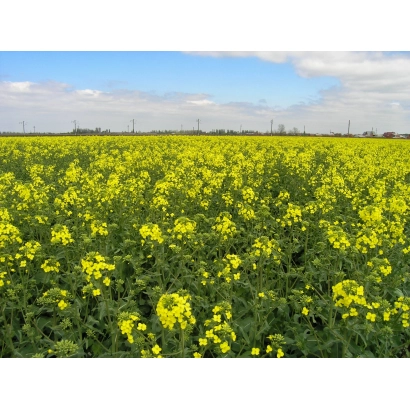 Поле рапса под названием СЕЛЕГОР