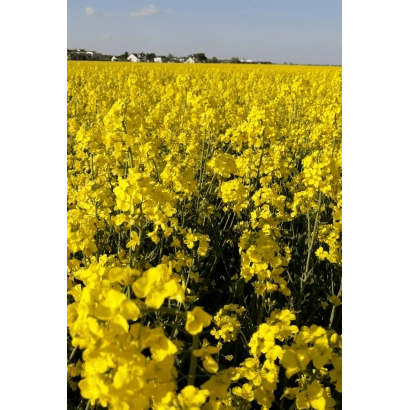 Поле рапса под названием СЭММИ