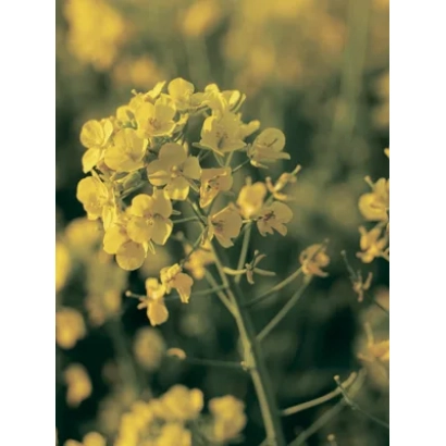 Жёлтые цветы рапса на фоне поля - Северянин