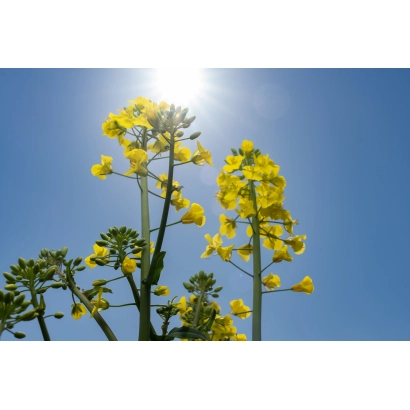 Желтые цветы рапса на фоне голубого неба - СИБИРЯК 60