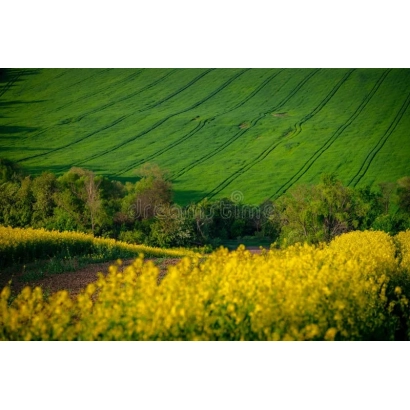 Желтые поля рапса на фоне зеленых холмов - Симфония
