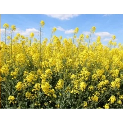 Поле рапса под голубым небом - Сиртаки КС