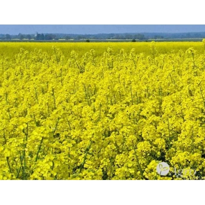 Поле рапса Sitro в цвету - Ситро