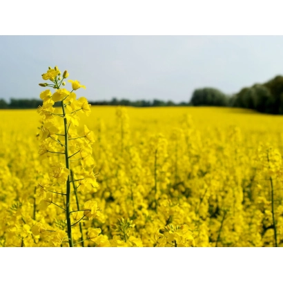 Поле рапса с цветущими растениями на фоне неба - Скай
