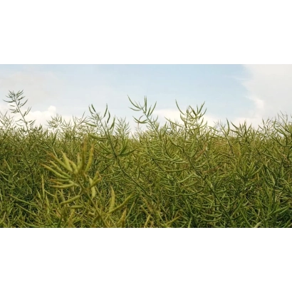 Поле рапса сорта Смарагд