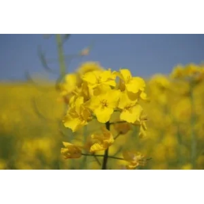 Желтые цветы рапса на фоне поля - Снигова королева