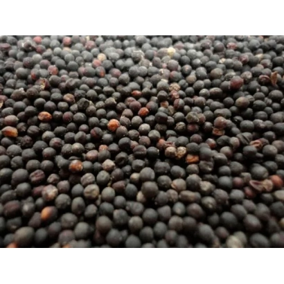 Семена рапса Solar Cl - СОЛАР КЛ