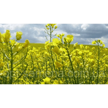 Поле рапса с желтыми цветами под облачным небом - Соло