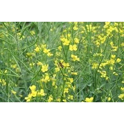 Поле рапса с желтыми цветами - Сриблястий 1