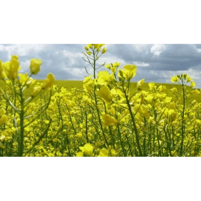 Поле рапса с желтыми цветами под облачным небом - Стилуца