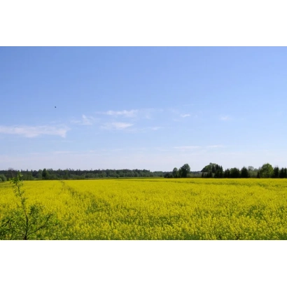 Поле рапса под голубым небом - Тарту