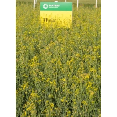 Поле рапса с зелёным и жёлтым баннером Theia на переднем плане - ТЕА