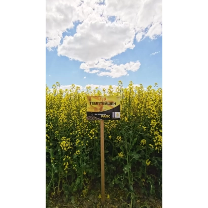 Поле рапса с табличкой ТЕМПТЕЙШЕН