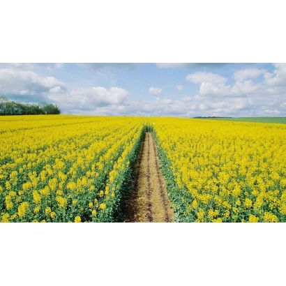 Поле рапса под названием ТУРЕ | THURE