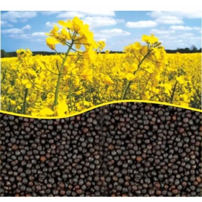 Поле рапса с желтыми цветами и семенами на переднем плане - Торес