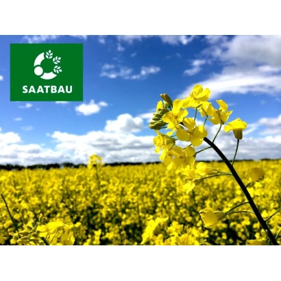 Поле рапса под голубым небом с логотипом SAATBAU - Торонто