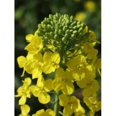 Цветущий рапс, желтые цветы и зеленые бутоны - Триангель