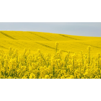 Желтое поле рапса, соответствующее категории Рапс - Триатлон