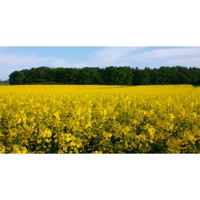 Поле рапса под названием ТРУДИ F1