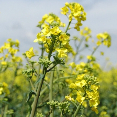 Поле рапса с желтыми цветами - Труди