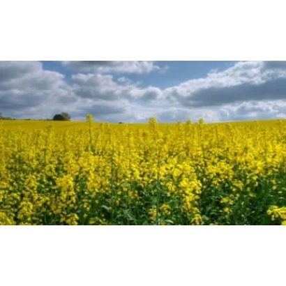 Поле рапса под голубым небом с облаками - ЮМАРТ