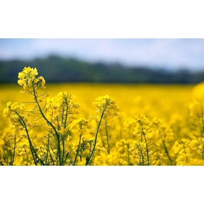 Поле рапса Валеска