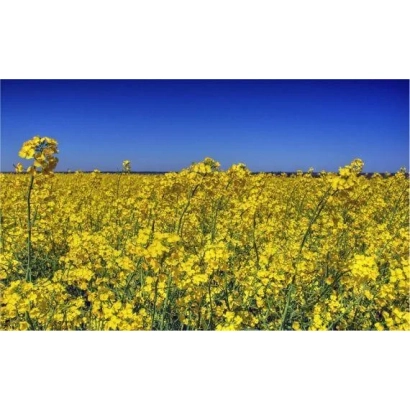 Поле рапса Вектра на фоне синего неба