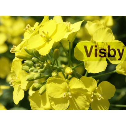 Желтые цветы рапса с надписью Visby - Висби