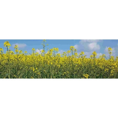 Поле рапса под голубым небом - ВН 4