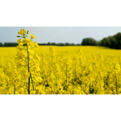 Поле рапса с цветущими желтыми цветами - ВН 9
