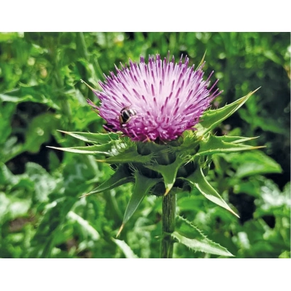 Квітка расторопші на фоні зелені - Прометей