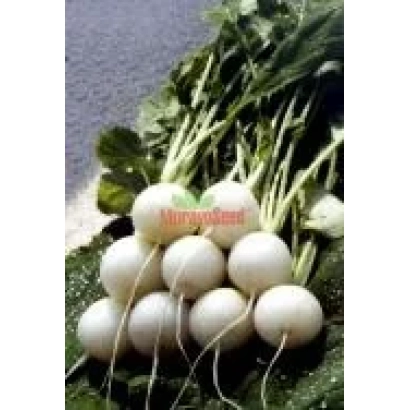 Свіжий редис сорту АЛБЕНА з зеленими листками