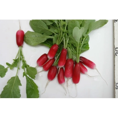 Свежий редис с зелеными листьями на белом фоне - Ария
