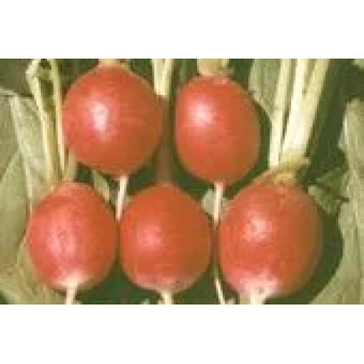 Red radishes on green leaves - BASIS.