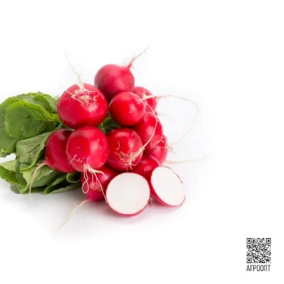 Fresh radish with green leaves and a sliced piece on a white background - Belsay