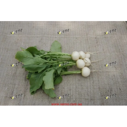 Свежая редиска с зелеными листьями на нейтральном фоне - Бланка