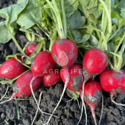 Свежий редис на земле с логотипом AGROLIFE - ЦЕСАР