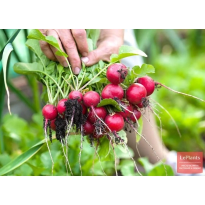 Свежий редис с зелеными листьями в руках - ДЕКА