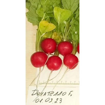 Свежий редис сорта Донателла с зелеными листьями