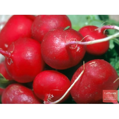 Свіжі червоні редиси з зеленими листям - ДУНГАНСЬКИЙ 12/8