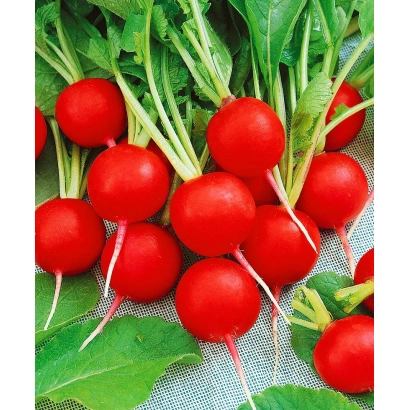 Свежие красные редисы с зелеными ботвами на фоне листьев - ДУРО КРАСНОДАРСКОЕ