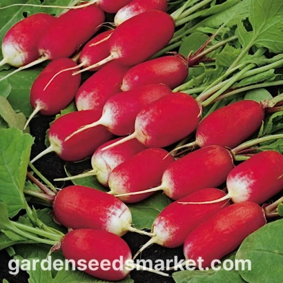Fresh red radishes on green leaves - Esmeralda