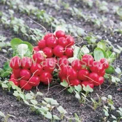 Свіжі червоні редиски EVOSTAR на грядці - ЕВОСТАР